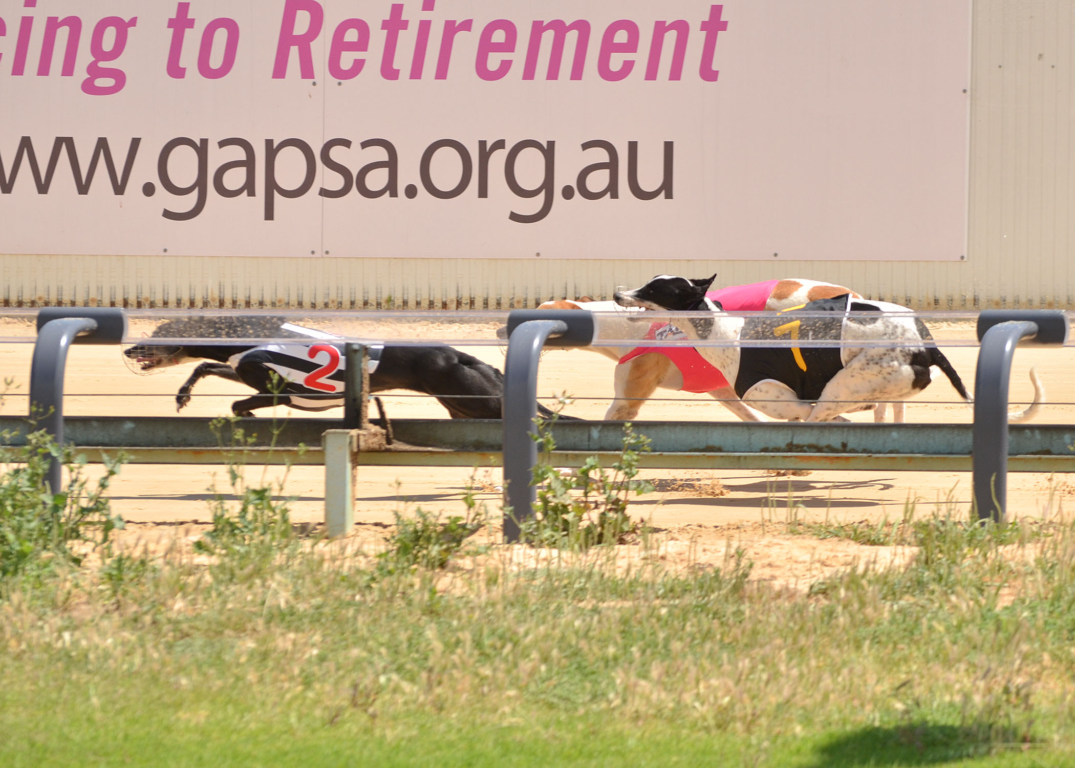 Greyhound Racing South Australia On A Fast Track To Safer Racing